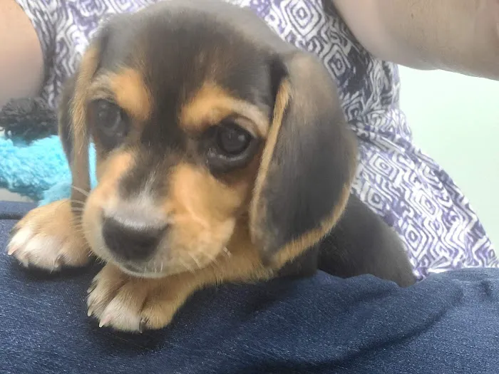 Howerton Animal Hospital llc 8