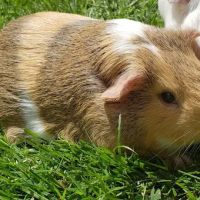 All Pets Veterinary Wellness Clinic ico