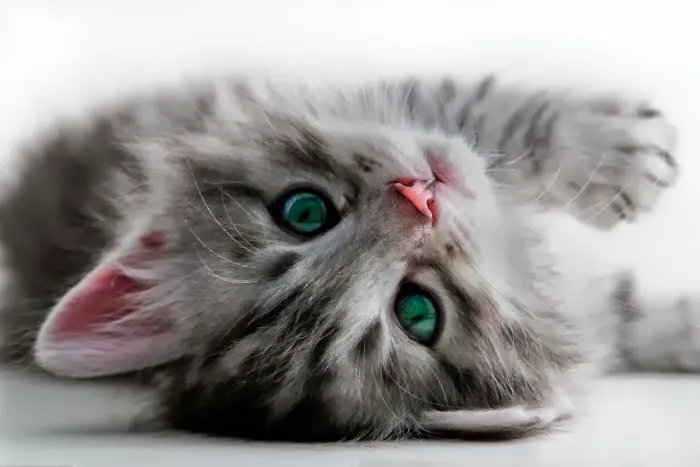 All Pets Veterinary Wellness Clinic 12