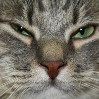 Central Pennsylvania Veterinary Emergency Treatment Services ico