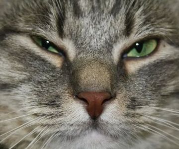 Central Pennsylvania Veterinary Emergency Treatment Services