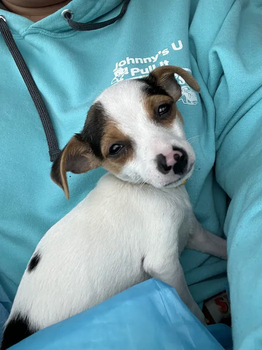 Central Pennsylvania Veterinary Emergency Treatment Services 8