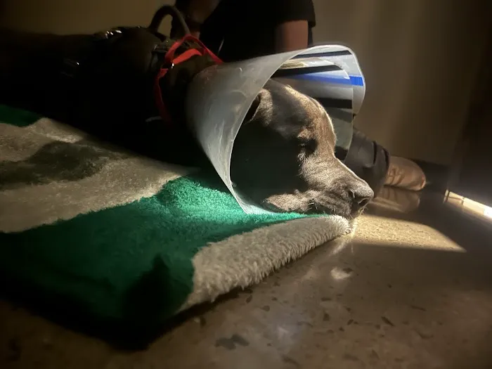 Vetco Total Care Animal Hospital 3