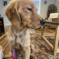 RoseBird Veterinary Center ico