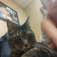 Lewis Veterinary Clinic ico