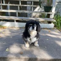 The Animal House Pet Clinic ico