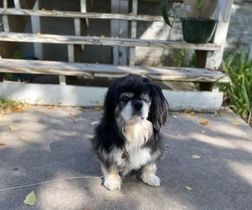 The Animal House Pet Clinic