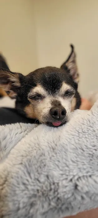 The Animal House Pet Clinic 6