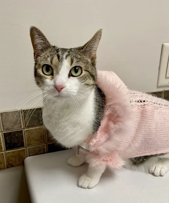 Buddy's Vets - East 6