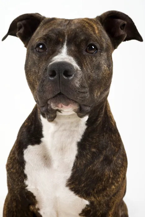 Paws & Co Clinics 12