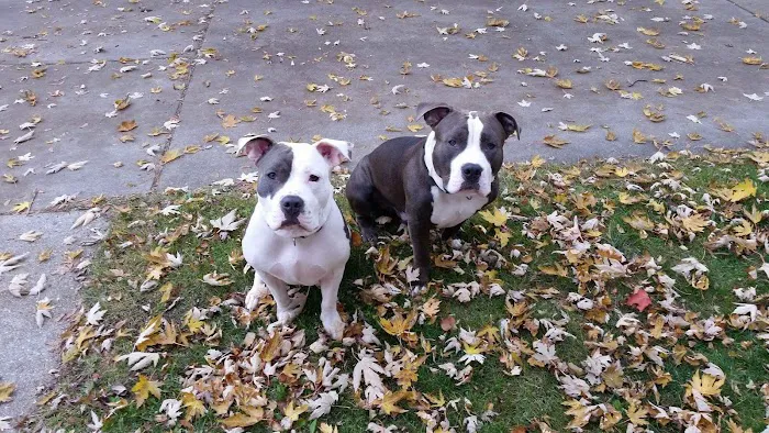 Paws & Co Clinics 12