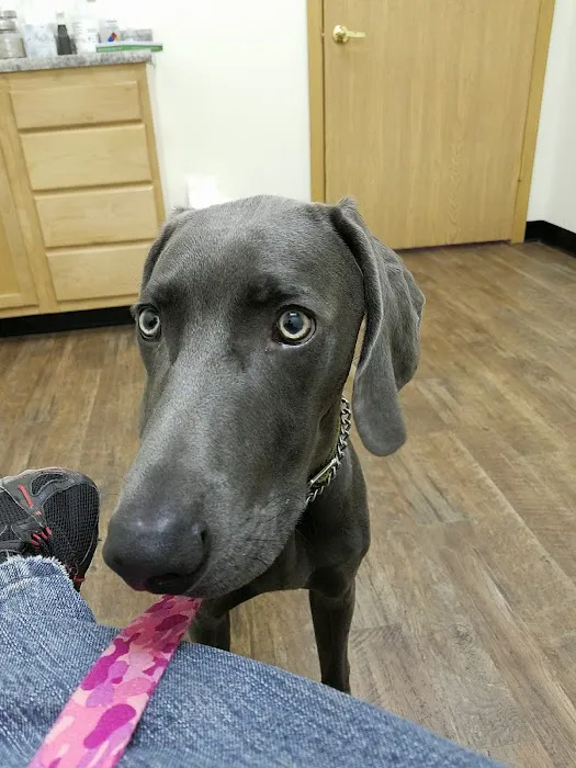 Paws & Co Clinics 12
