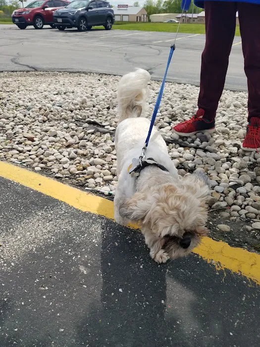 Paws & Co Vaccine Clinic 12