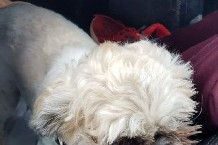 Paws & Co Vaccine Clinic