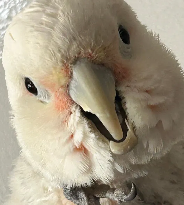 Birddoc.net 4