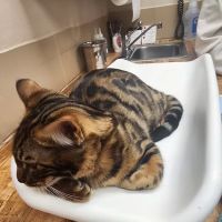 Animal Hospital of De Pere ico