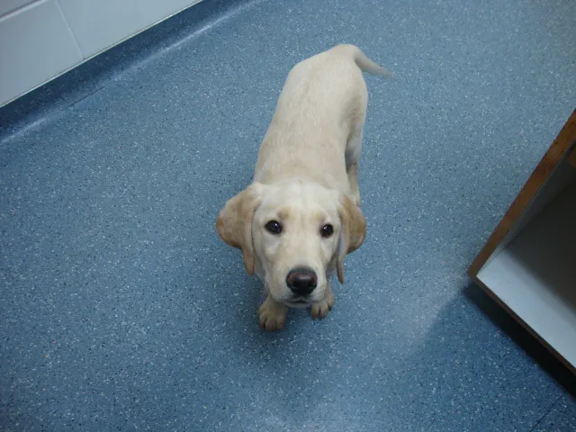 Animal Hospital of De Pere 12