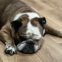Riverside Animal Hospital ico