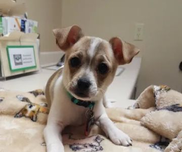 Animal Hospital of Ashwaubenon