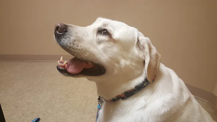 Animal Hospital of Ashwaubenon 12