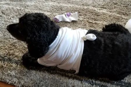 Animal Hospital of Ashwaubenon: Barker Terry DVM