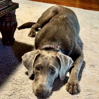 Vetco Vaccination Clinic ico