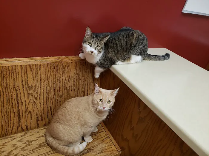 Bay East Animal Hospital: Zellmer Kirsten E DVM 12