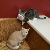 Bay East Animal Hospital: Zellmer Kirsten E DVM ico