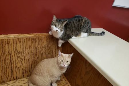 Bay East Animal Hospital: Zellmer Kirsten E DVM