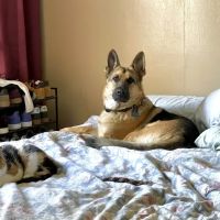 Bay East Animal Hospital ico