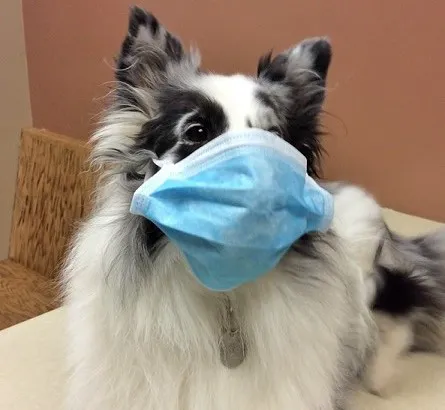 Bay East Animal Hospital 12