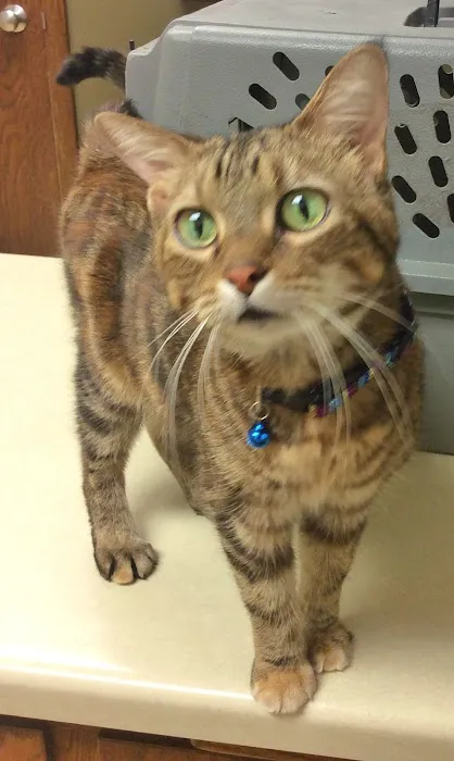 Bay East Animal Hospital 12
