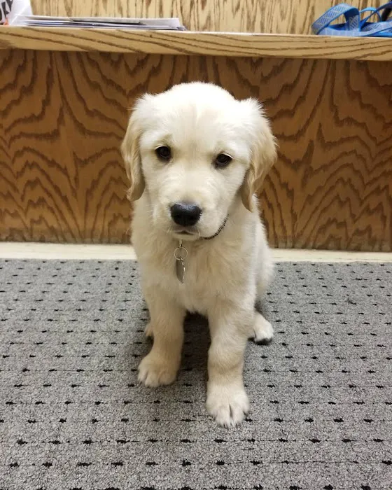 Bay East Animal Hospital 12