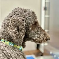 Gentle Vet Animal Hospital ico