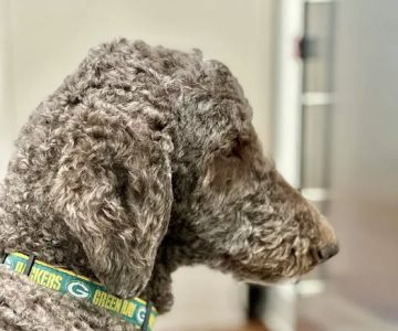 Gentle Vet Animal Hospital