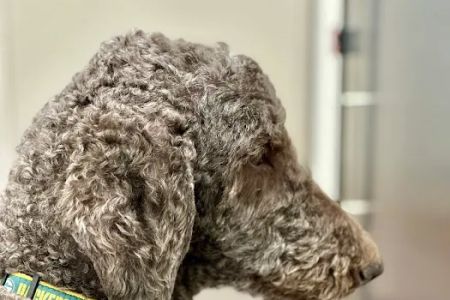 Gentle Vet Animal Hospital
