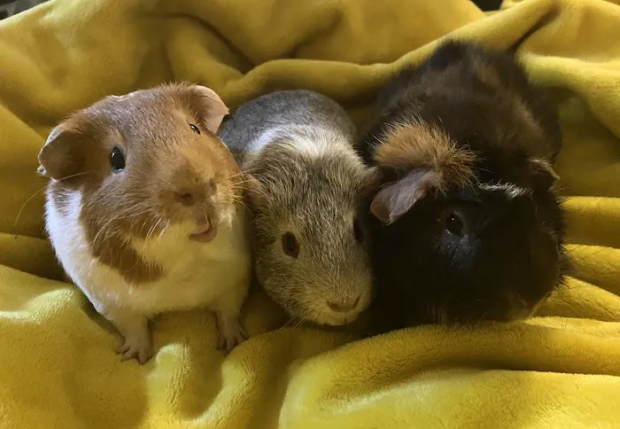 Gentle Vet Animal Hospital 12