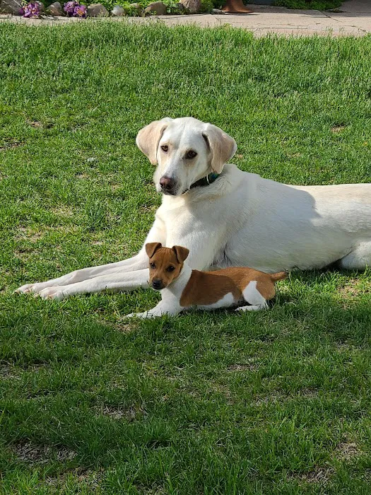 Gentle Vet Animal Hospital 12
