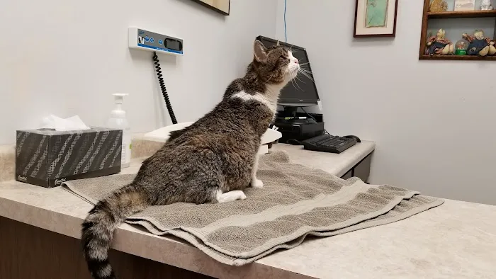 Gentle Vet Animal Hospital 12