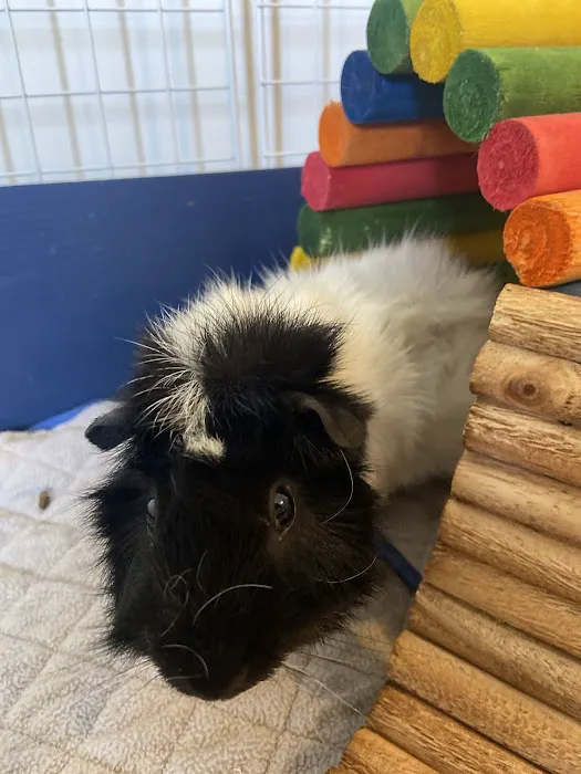 Gentle Vet Animal Hospital 12