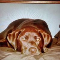 Marshall County Veterinary Clinic ico