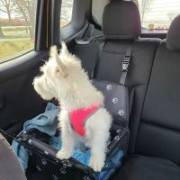 Mc Kenna's Veterinary Services ico