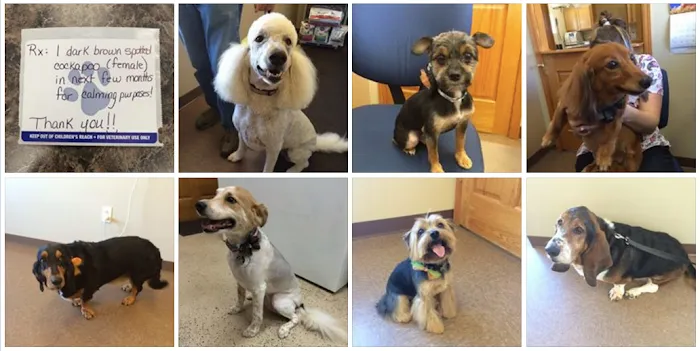 Yerkey Veterinary Services 10