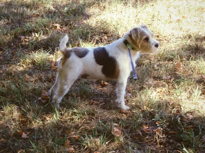 Animal Medical Center 5