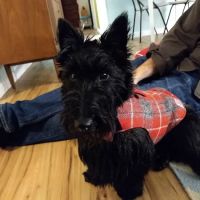 Animal Medical Center ico