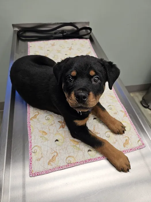 Animal Medical Center 8