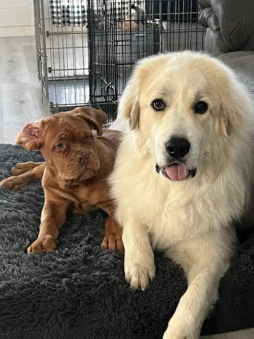 Knox Pet Clinic 7