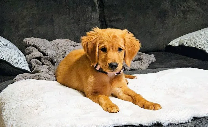 Knox Pet Clinic 5