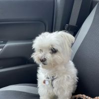 Knox Pet Clinic ico