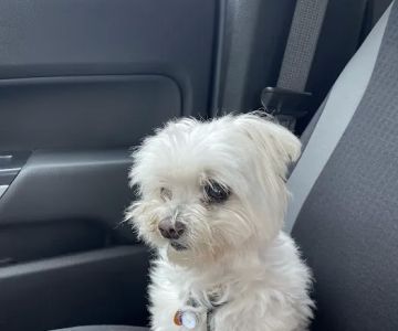 Knox Pet Clinic